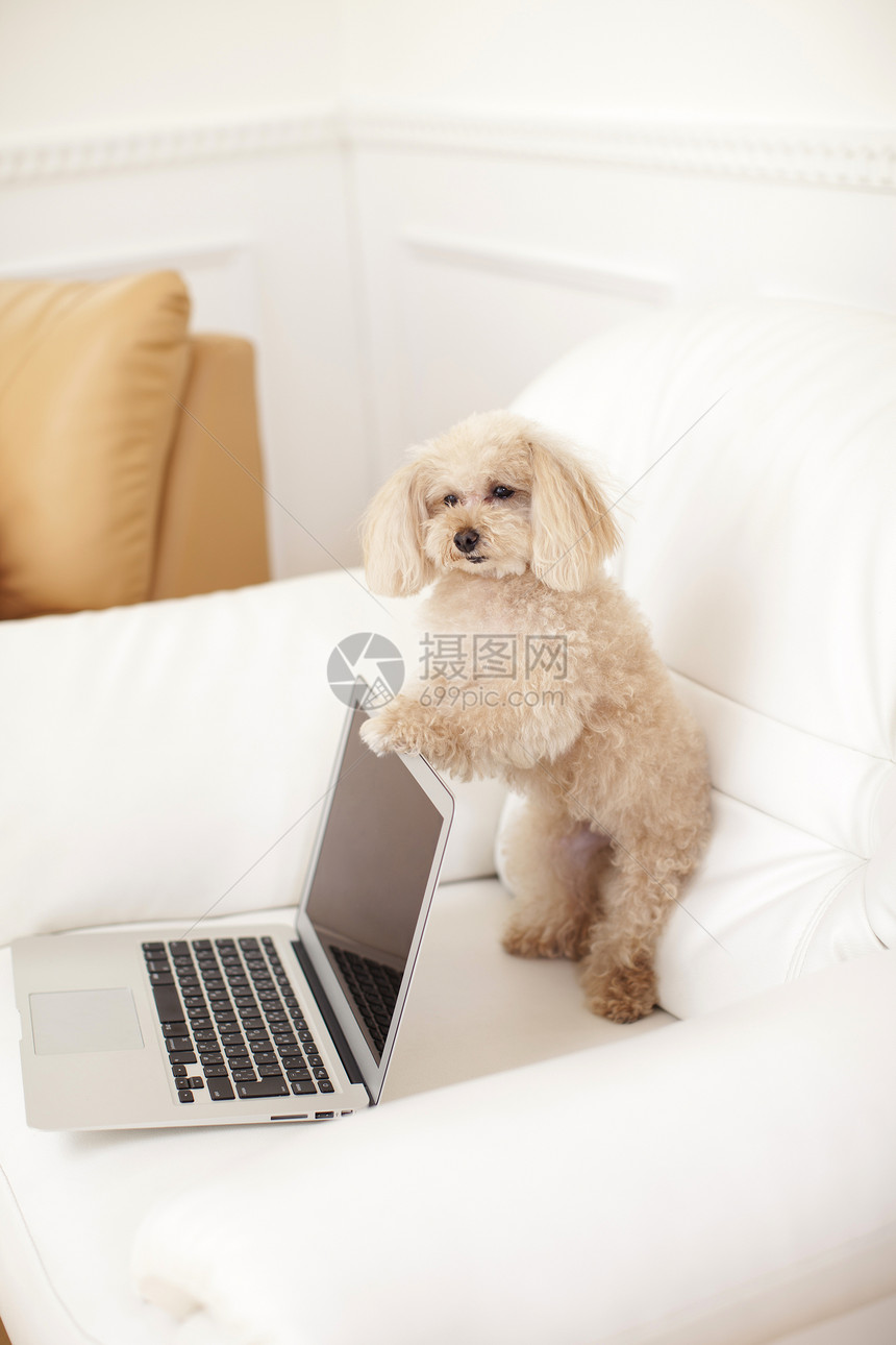 宠物狗贵宾犬和电脑图片