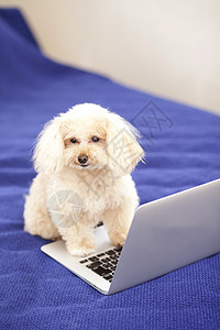 坐在电脑前的贵宾犬背景图片