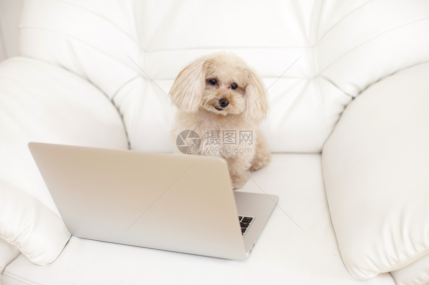 笔记本电脑前的贵宾犬图片
