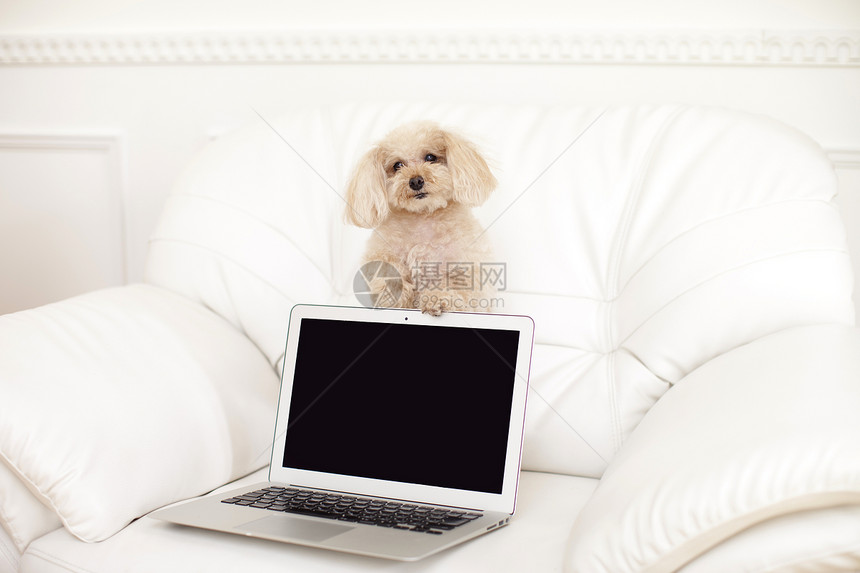 趴在笔记本电脑上的宠物贵宾犬图片
