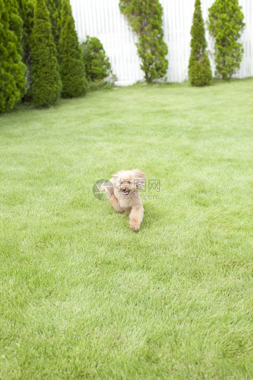 宠物狗贵宾犬草地上奔跑图片