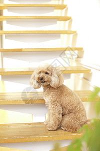 楼梯上的宠物狗泰迪图片