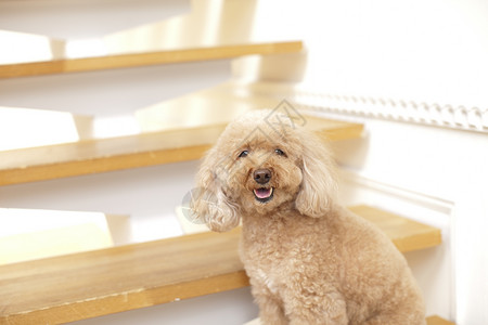 楼梯上的宠物狗泰迪图片