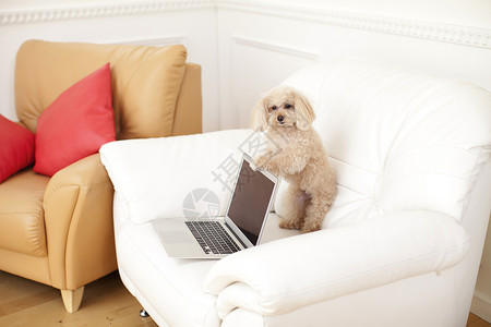 沙发上的狗狗和笔记本电脑图片