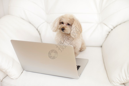 笔记本电脑前的宠物狗图片