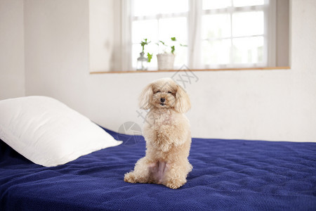 在床上玩耍的狗狗图片