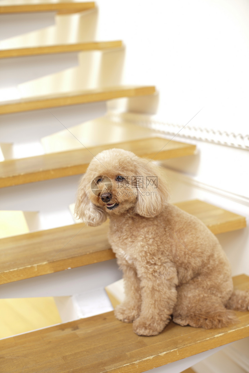 楼梯上可爱的狗狗图片