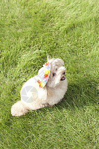 草地上的宠物狗泰迪图片
