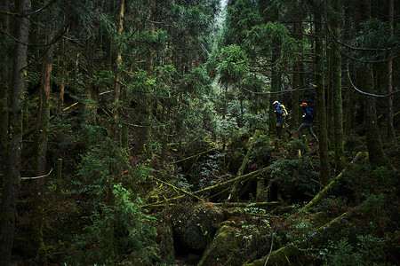 丛林冒险探索自然的背包客背影图片