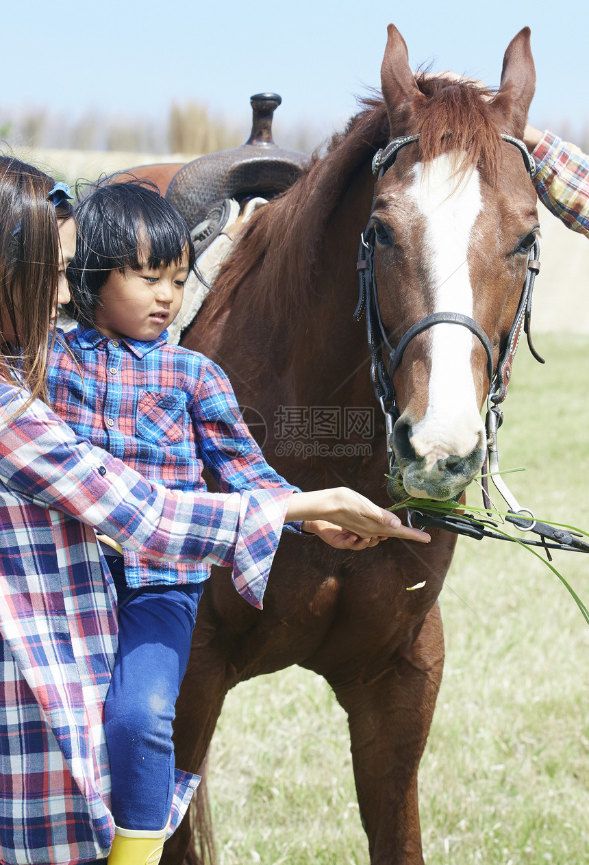 父母和小孩给马喂食图片