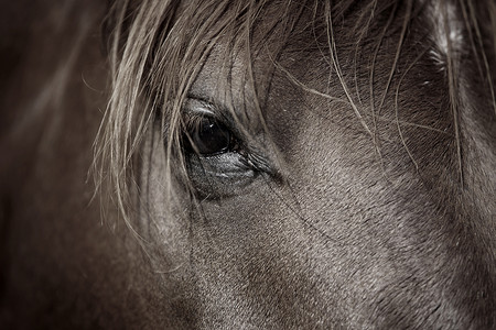 马的眼睛背景图片