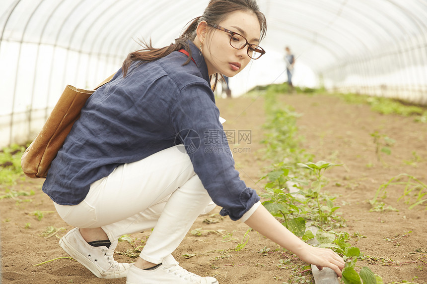 农业科研人员研究蔬菜图片