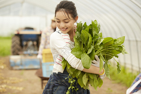 蔬菜大棚里劳作收获的女青年图片