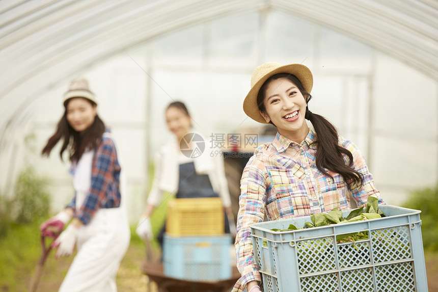 蔬菜大棚里劳作收获的女青年图片