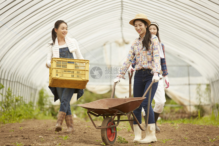 在蔬菜大棚用农具工作的3个女孩图片