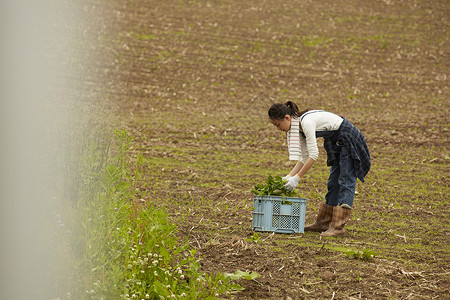 田间整理农作物的农业女孩画像图片