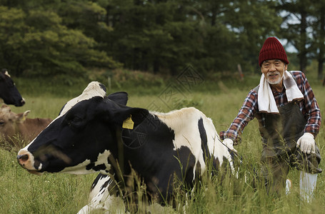 奶牛和农民在草地里图片