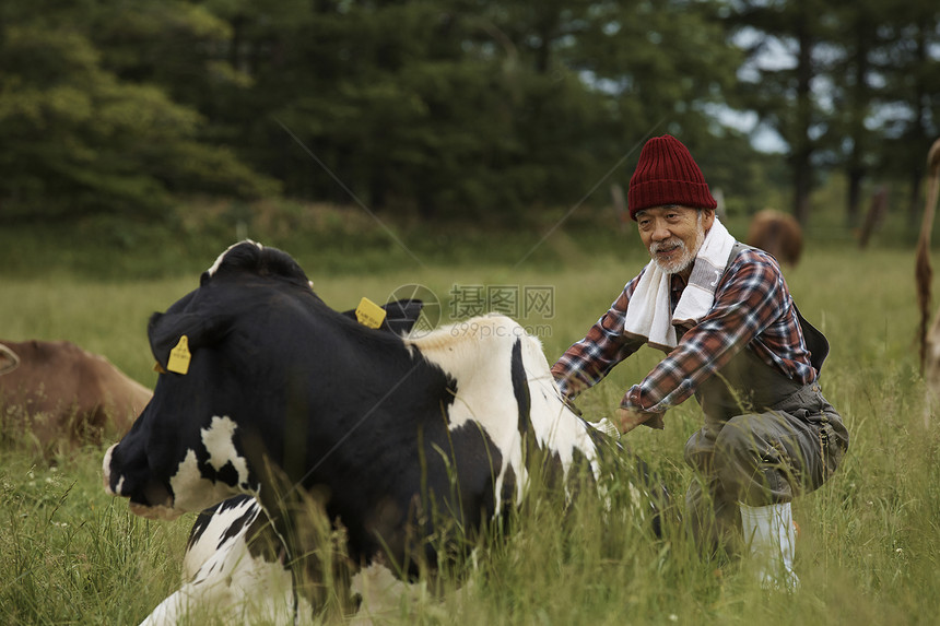 蹲在草地里的农民和奶牛图片