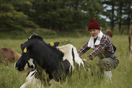 蹲在草地里的农民和奶牛图片