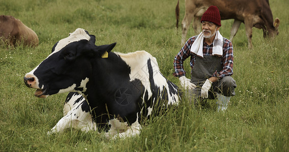 大叔看着趴在草地上的奶牛图片