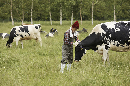 牧场里检查奶牛的农夫图片