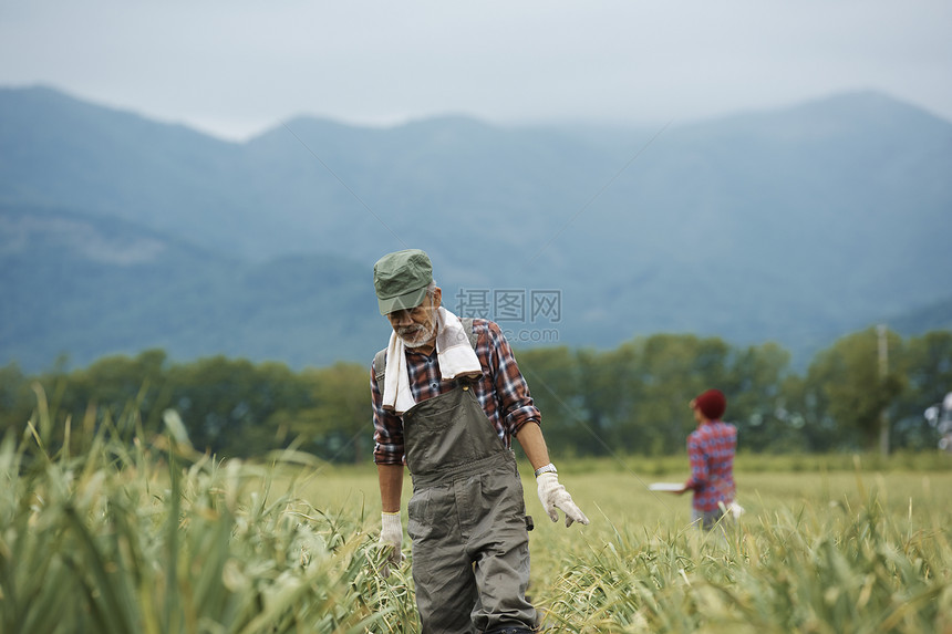 农民在田间劳作图片