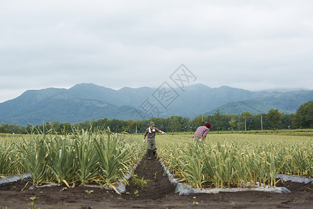 农民在田地里劳作图片
