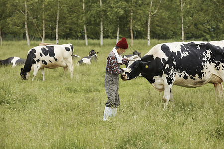 牧场检查奶牛的牧民图片