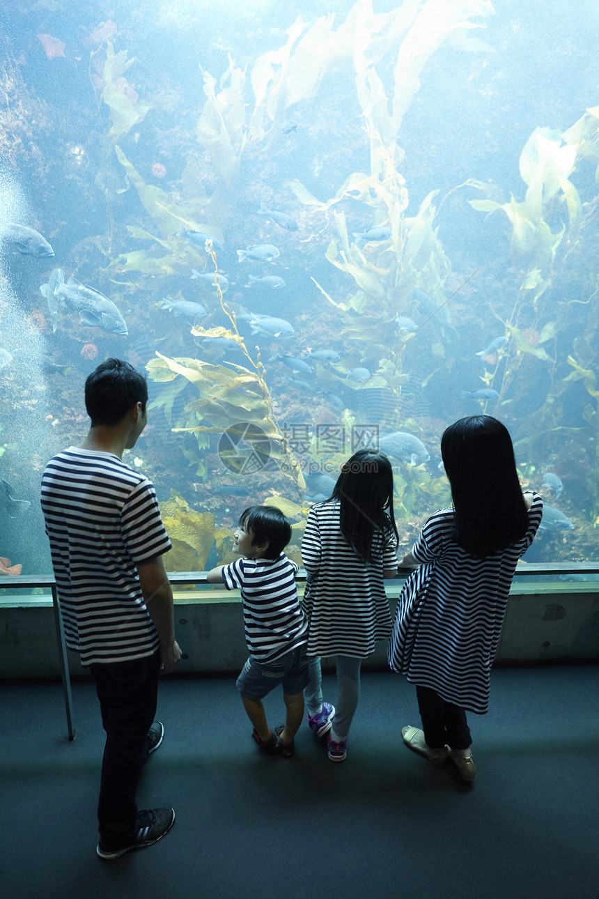 在水族馆看海洋生物的一家四口背影图片