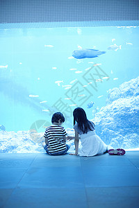 曲纹唇鱼在水族馆看海洋生物的兄妹背影背景