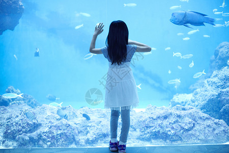 曲紋唇魚水族馆看鱼的小女孩背景