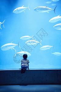 水族馆看鱼的小男孩高清图片