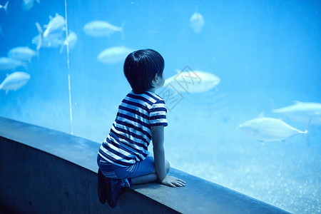 水族馆看鱼的小男孩高清图片