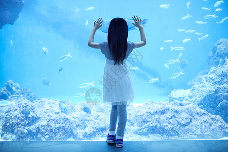 曲纹唇鱼水族馆观光看鱼的小女孩背景