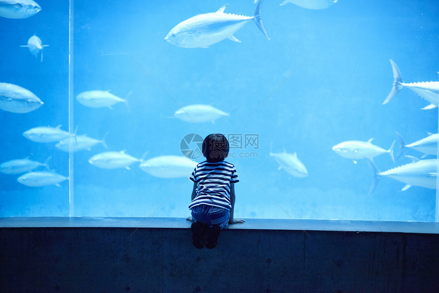 水族馆看鱼的小男孩图片