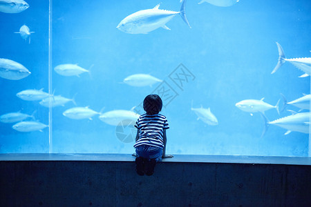 水族馆看鱼的小男孩高清图片