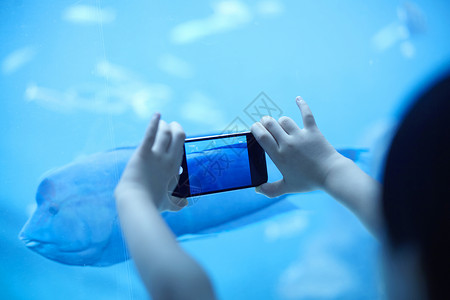 唇鱼波状在水族馆使用手机拍鱼背景