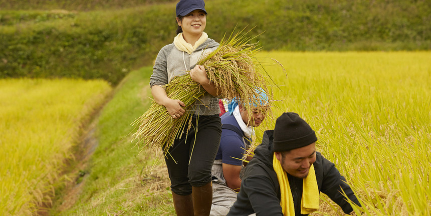 农民在田里收割小麦图片