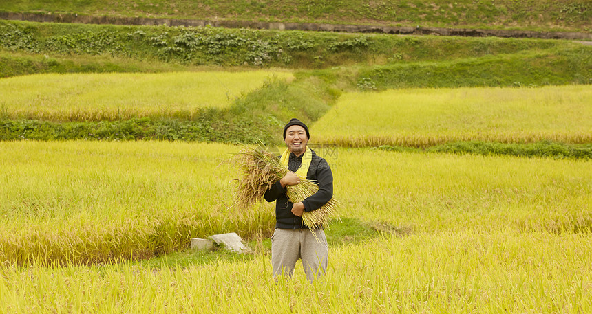 收获水稻的农民肖像图片