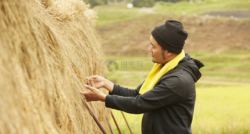 收获水稻的农民肖像图片