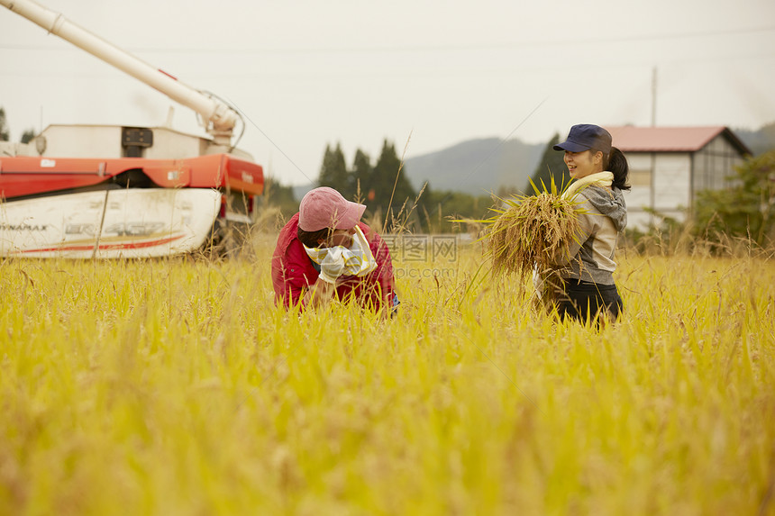 正在收割稻谷的农民图片