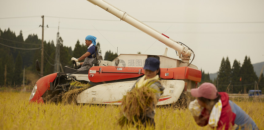 农民使用收割机收割水稻图片