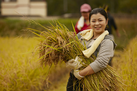 正在收割稻谷的农民高清图片