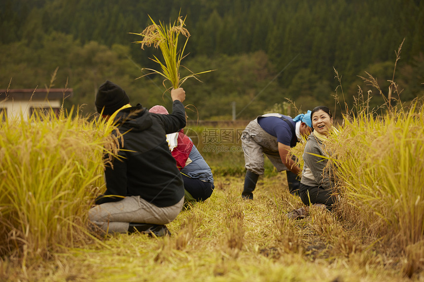 正在收割稻谷的农民图片