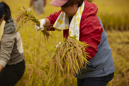 收割水稻的女性图片