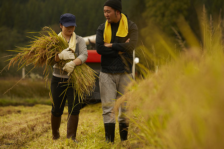 水稻收割的农民图片