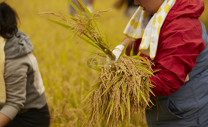 收割水稻的农民特写图片