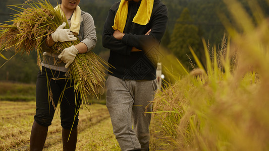 秋季水稻收获图片