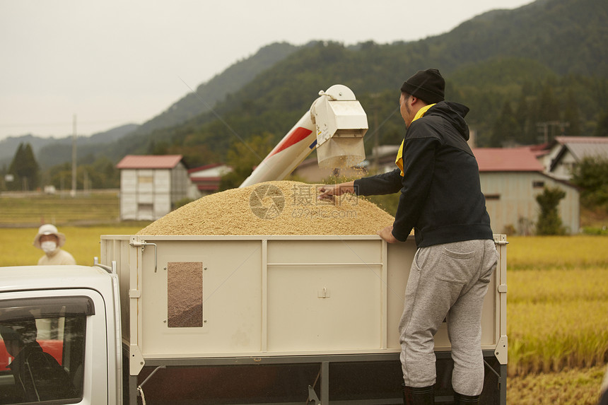 农地里农民使用机器收割水稻图片