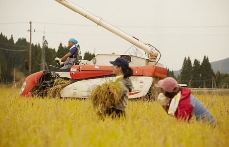 农地里农民使用机器收割水稻图片